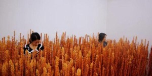 汉中勉县：“姐妹花”种出“致富花”
