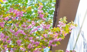 樱樱樱！快看→ 这份汉中专属的春日浪漫霸屏~缩略图