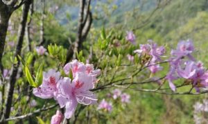 佛坪：岭上盛开映山红 山城春日正浓缩略图