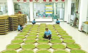 汉中市春茶实现产值36亿元缩略图