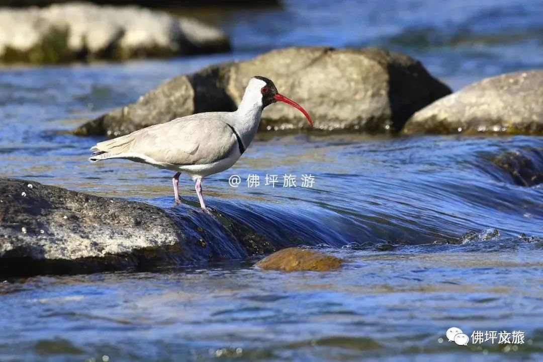 众多摄影师携“长枪短炮”齐聚汉中，竟然是为了拍“它们”！插图26