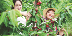 勉县发展大樱桃产业 实现群众增收致富缩略图