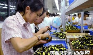 宁强县大安镇：社区工厂助力搬迁群众家门口就业增收缩略图