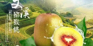 城固县文川镇文星村猕猴桃开摘了！缩略图