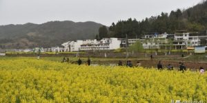 镇巴春色：七色谱上的山水诗画缩略图
