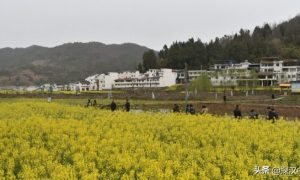 镇巴春色：七色谱上的山水诗画缩略图
